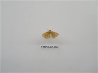 藏品(尺蠖蛾科)的圖片